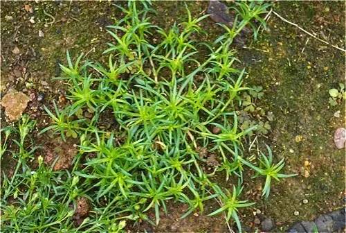 四川大山合适种什么药草,四川农村山上种什么药材最好