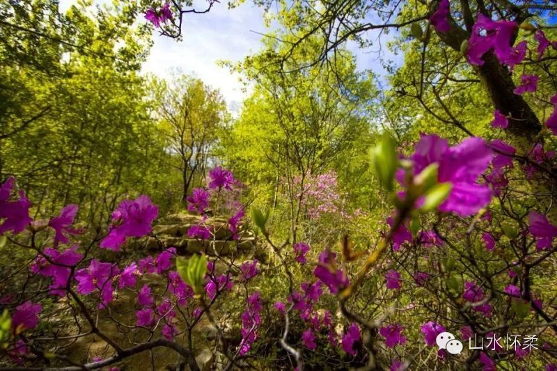 与花相约完全版,与花相约
