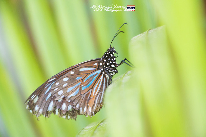 泰国清迈县旅行者,清迈佛寺之城等你采撷的泰北玫瑰