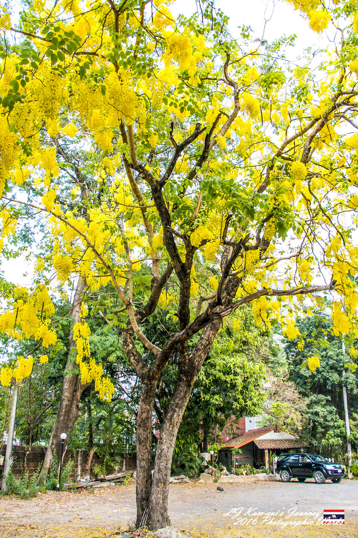 泰国清迈县旅行者,清迈佛寺之城等你采撷的泰北玫瑰
