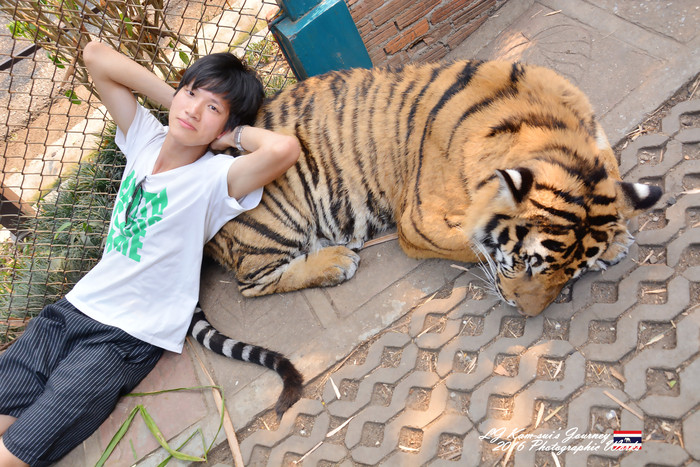 泰国清迈县旅行者,清迈佛寺之城等你采撷的泰北玫瑰