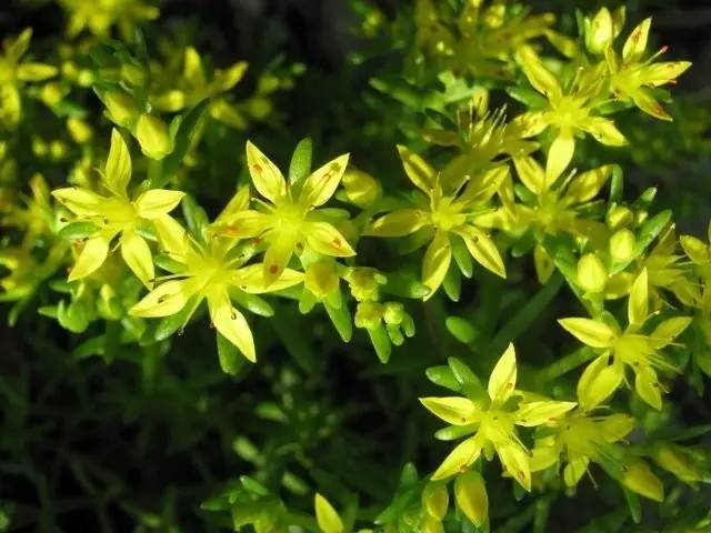 四川大山合适种什么药草,四川农村山上种什么药材最好