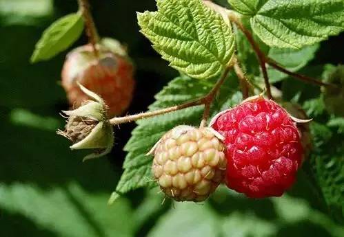 四川大山合适种什么药草,四川农村山上种什么药材最好