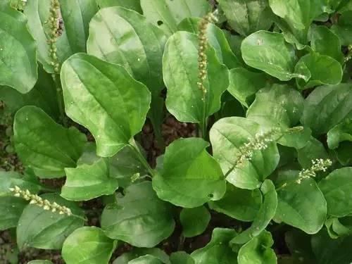 四川大山合适种什么药草,四川农村山上种什么药材最好