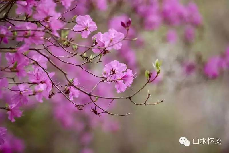 与花相约完全版,与花相约