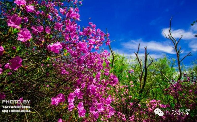 与花相约完全版,与花相约