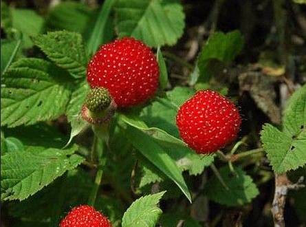 四川大山合适种什么药草,四川农村山上种什么药材最好