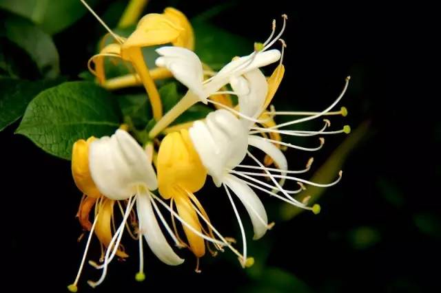 四川大山合适种什么药草,四川农村山上种什么药材最好