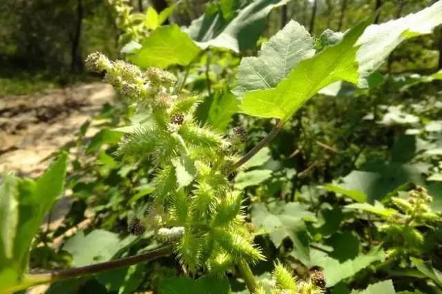 四川大山合适种什么药草,四川农村山上种什么药材最好