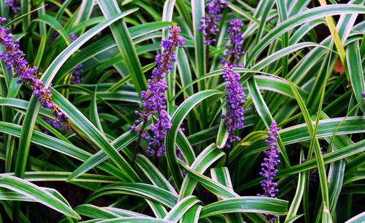 四川大山合适种什么药草,四川农村山上种什么药材最好