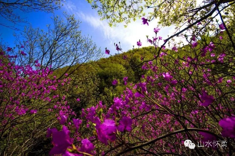 与花相约完全版,与花相约