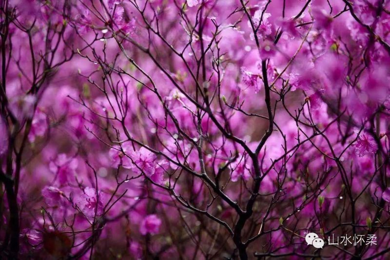 与花相约完全版,与花相约