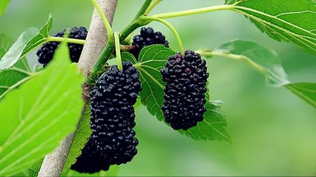 四川大山合适种什么药草,四川农村山上种什么药材最好