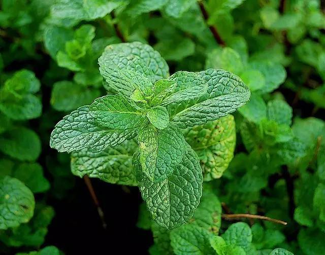 四川大山合适种什么药草,四川农村山上种什么药材最好