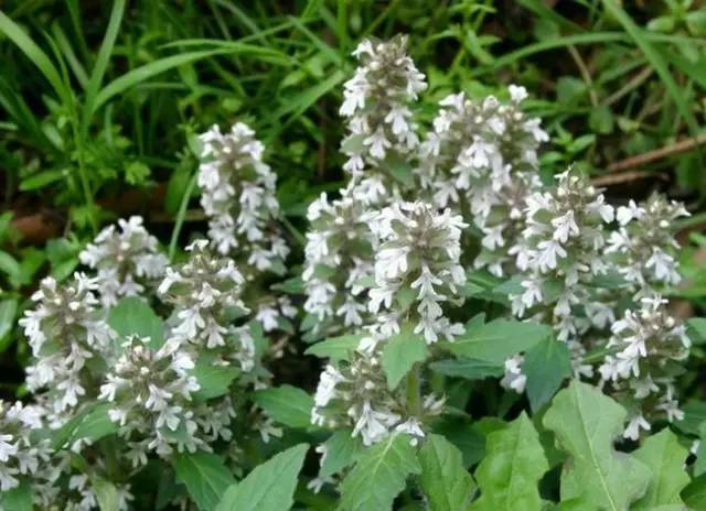 四川大山合适种什么药草,四川农村山上种什么药材最好