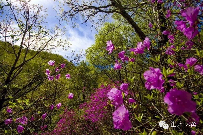 与花相约完全版,与花相约