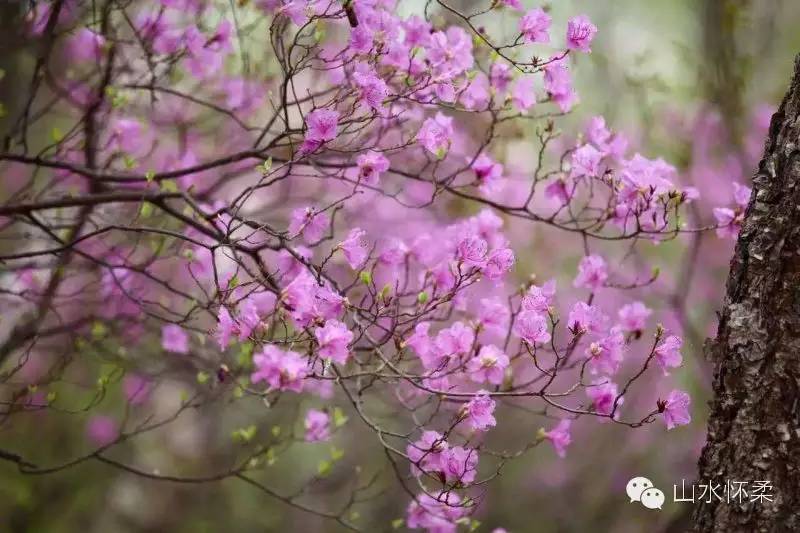 与花相约完全版,与花相约