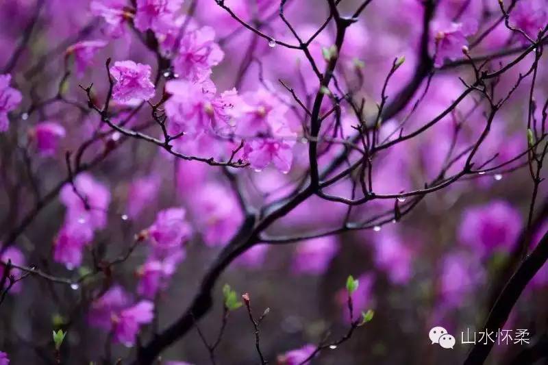 与花相约完全版,与花相约