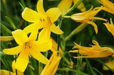 四川大山合适种什么药草,四川农村山上种什么药材最好