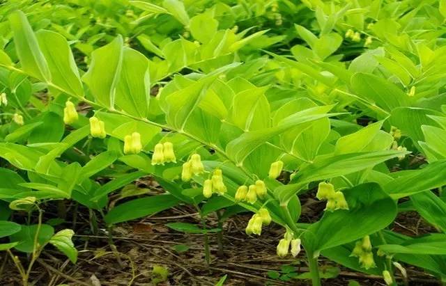 四川大山合适种什么药草,四川农村山上种什么药材最好