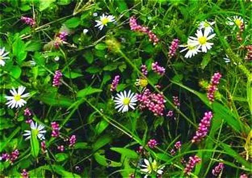 四川大山合适种什么药草,四川农村山上种什么药材最好