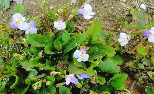 四川大山合适种什么药草,四川农村山上种什么药材最好