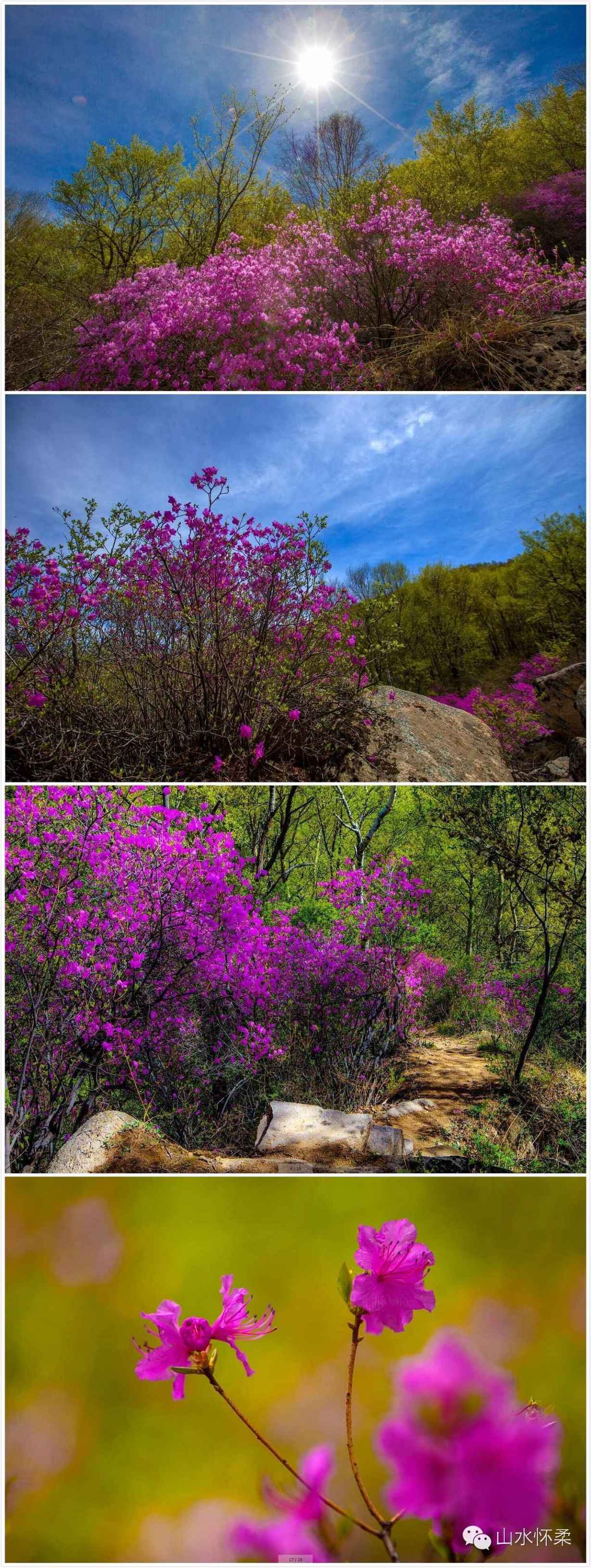 与花相约完全版,与花相约