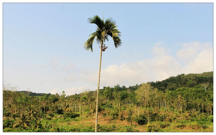 海南三亚的槟榔谷,三亚槟榔谷黎族原生态攻略