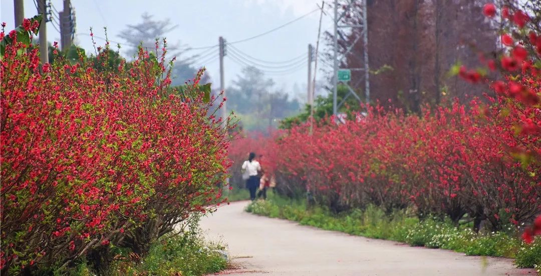 还未脱单？元宵前去东湾村吧，邂逅浪漫！