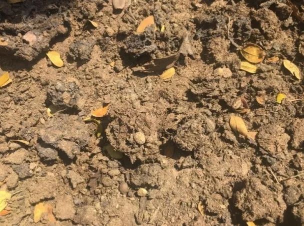 泰国牛屎咖啡好喝吗,泰国进口特浓速溶咖啡