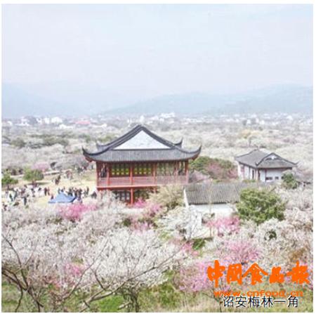 福建诏安：力推青梅品牌实现兴农富民