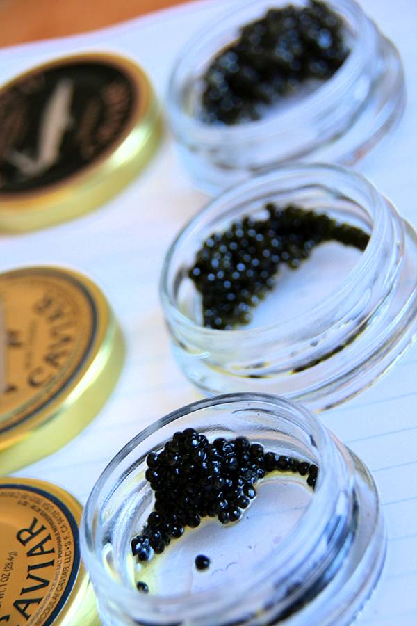 顶级鱼子酱是什么鱼产出来的,世界顶级鱼子酱到底是什么味道