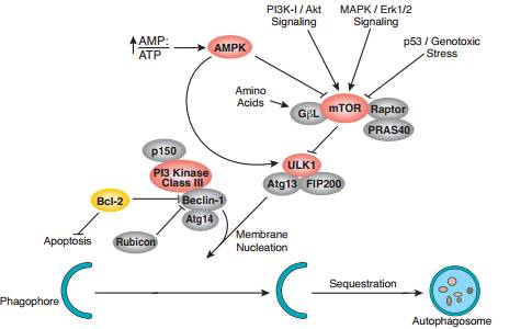 mTOR通路对于代谢调控的一点微小贡献