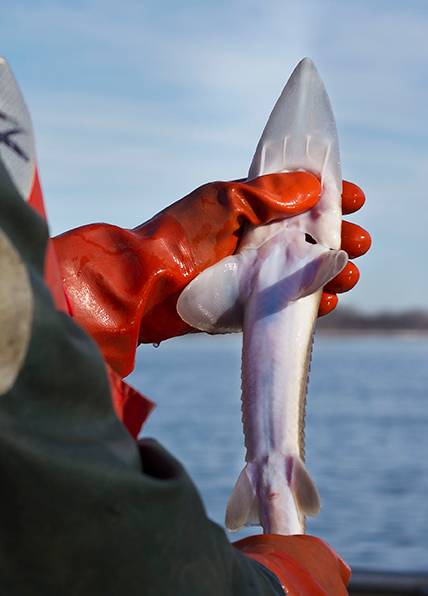 顶级鱼子酱是什么鱼产出来的,世界顶级鱼子酱到底是什么味道