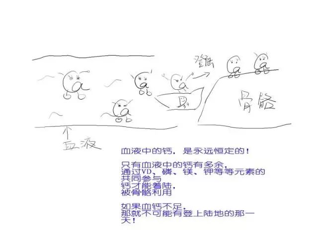 宝宝补钙一定要重视,宝宝补钙的10个必知