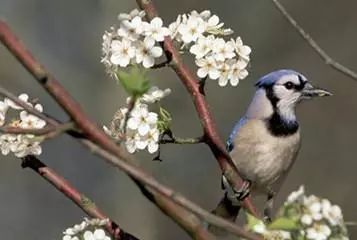 今日惊蛰各时节,今日惊蛰节气解释