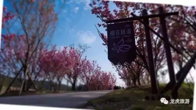 樱花开了！该寻觅浪漫了！请收好这份赏樱地图！