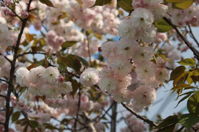 樱花开了！该寻觅浪漫了！请收好这份赏樱地图！