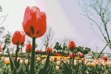 「春城秀」热烈温暖，绽放郁金之美