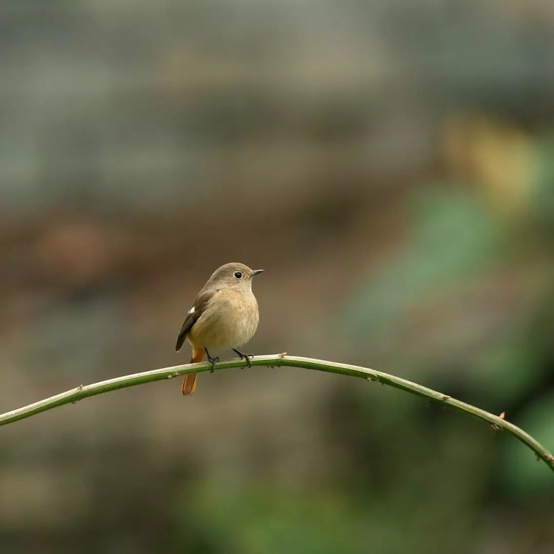 画眉、柳莺……在镇海栖息的这些“小精灵”，你都认识吗？