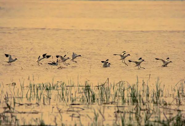 画眉、柳莺……在镇海栖息的这些“小精灵”，你都认识吗？
