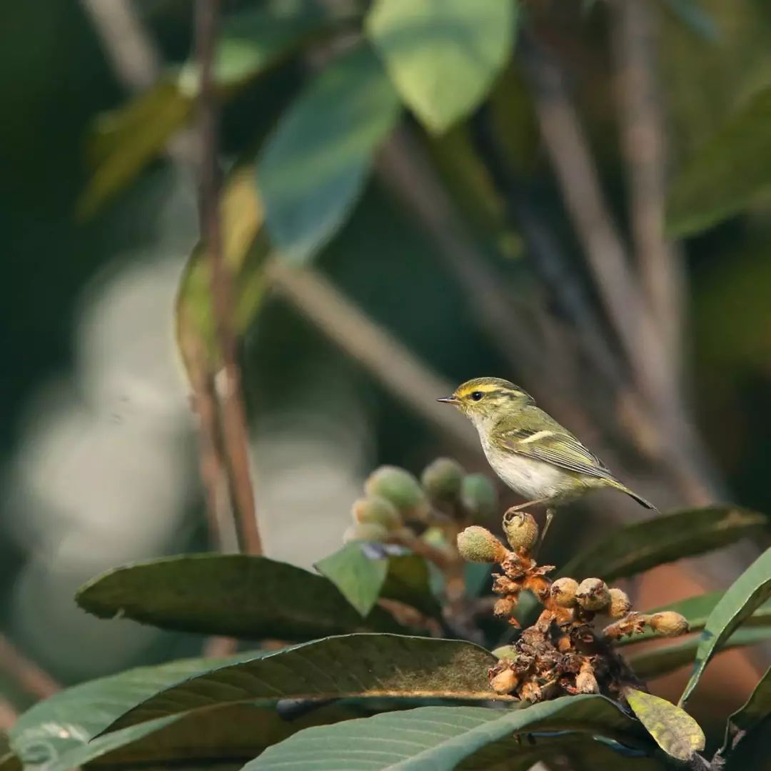 画眉、柳莺……在镇海栖息的这些“小精灵”，你都认识吗？