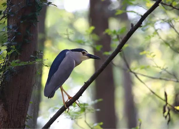 画眉、柳莺……在镇海栖息的这些“小精灵”，你都认识吗？