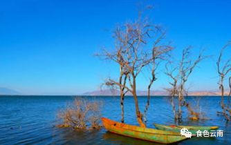 云南淡水鱼类图鉴,云南鱼类有哪些