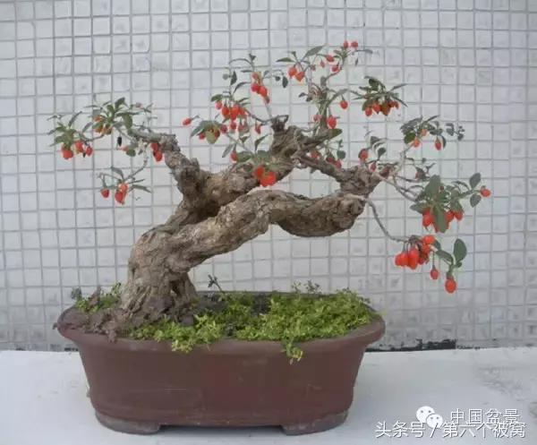 芽叶枝花都可赏，北国红豆亦相思