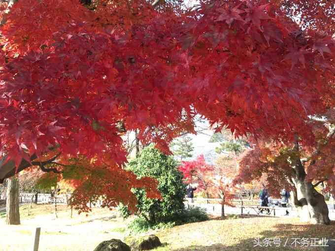 旅行|CoordinateBook06-No.535.0116°N,135.7680°E京都