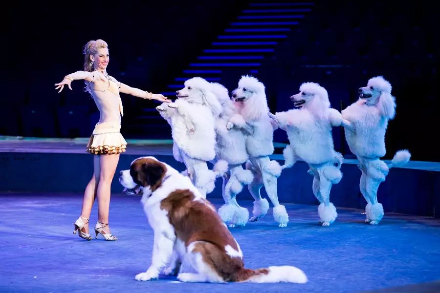 去珠海长隆海洋王国住哪里好,珠海长隆海洋王国烟花时间表