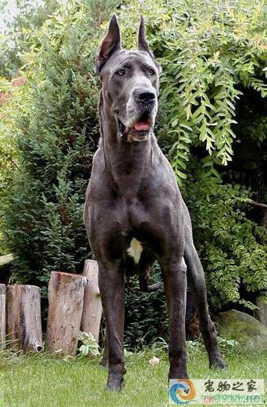 了解狗狗的十大冷知识,狗年狗狗的运势怎么样