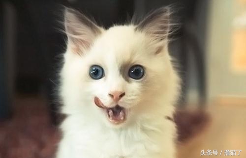 撸猫日记100例,撸猫日记猫咪