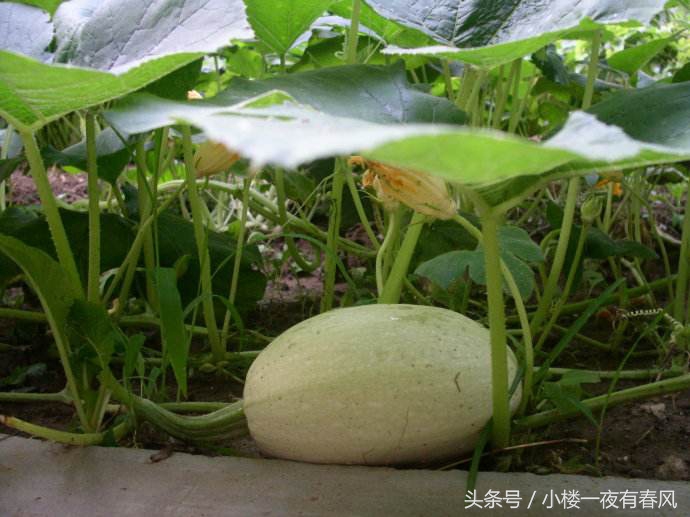 阳台种瓜的做法,绞丝金丝瓜南方种植方法